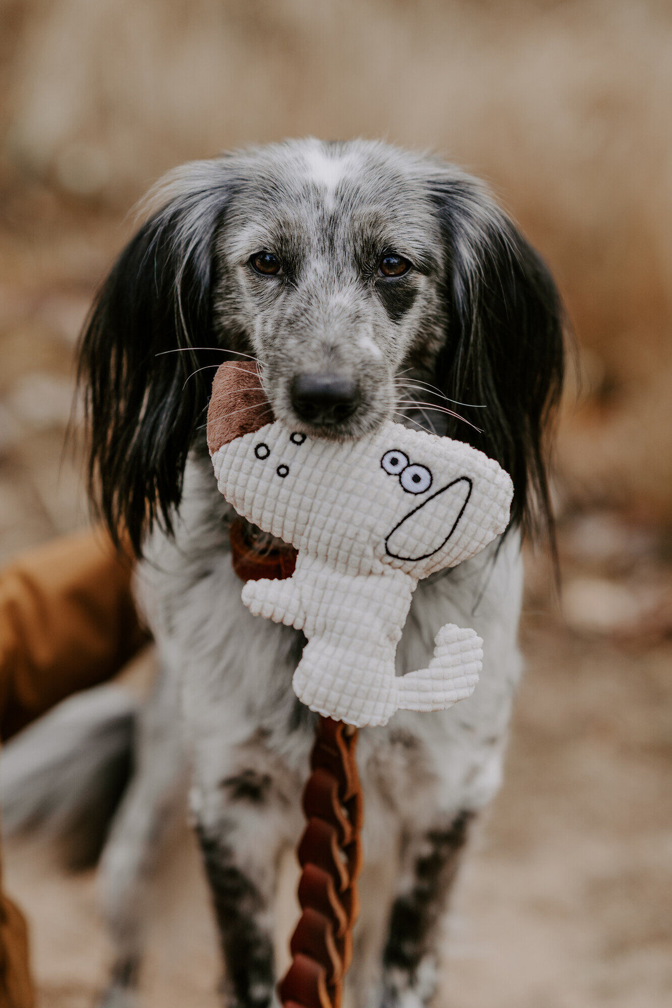 Hunter - Jouet Peluche Barry Forme de Chiens - 16cm Image num&eacute;ro 2