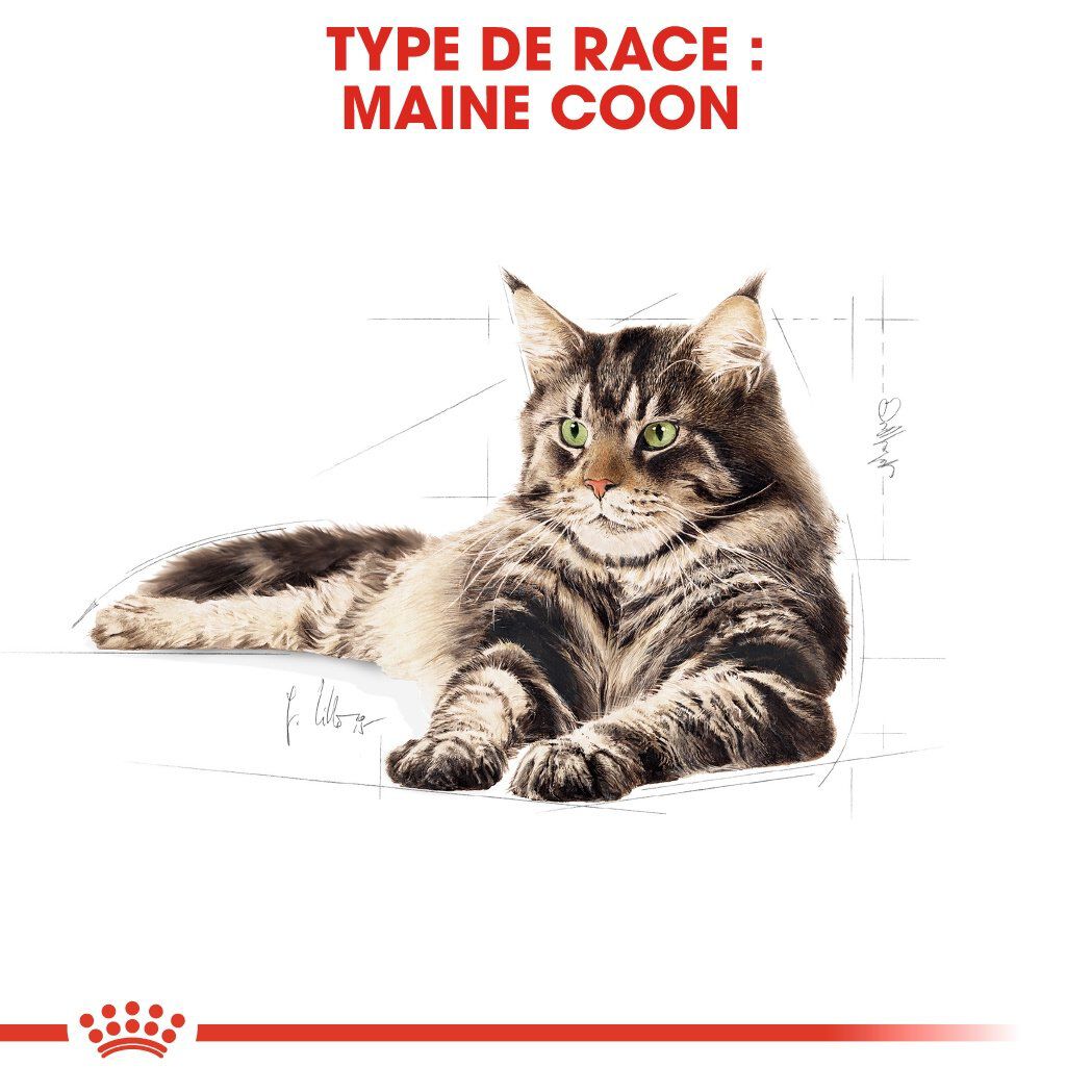 Royal Canin - Croquettes Maine Coon pour Chat Adulte - 10Kg Image num&eacute;ro 2