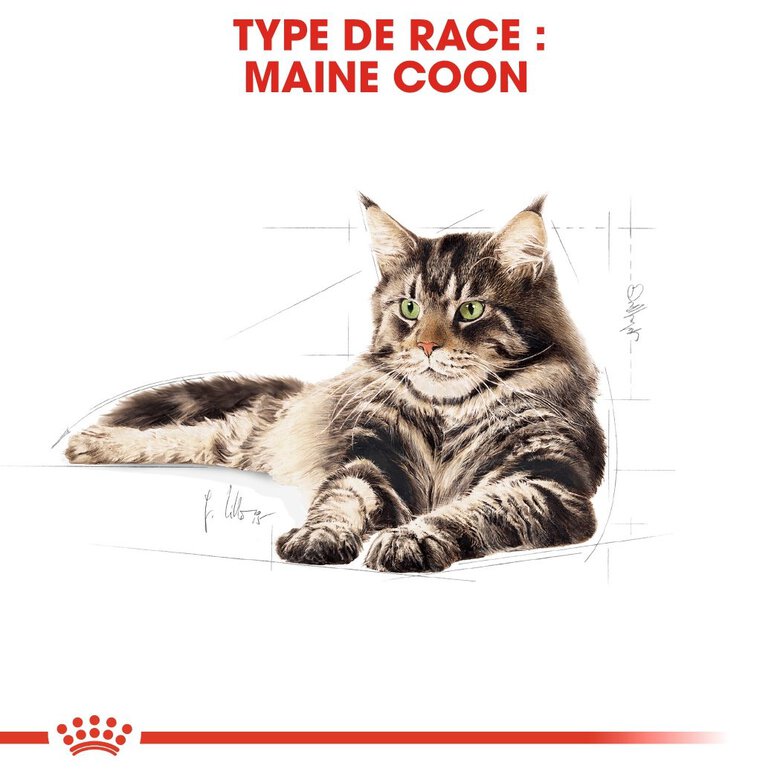 Royal Canin - Croquettes Maine Coon pour Chat Adulte - 10Kg Image numéro 2 Royal Canin - Croquettes Maine Coon pour Chat Adulte - 10Kg Image numéro 2