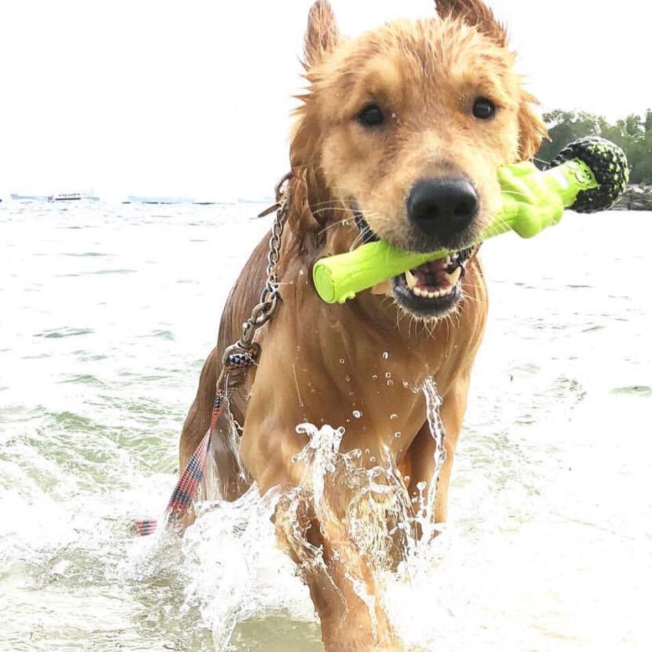 Doog - Jouet B&acirc;ton The Sticks Incredible Stalk pour Chiens - 32cm Image num&eacute;ro 2