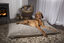 Scruffs - Matelas Mémoire de Forme Château Latte pour Chien - M Indicateur image numéro 2