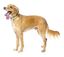 Fuzzyard - Collier Piña Colada pour Chien - L Indicateur image numéro 8