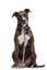 Gotoo - Collier Leopard pour Chien - XS Indicateur image numéro 6