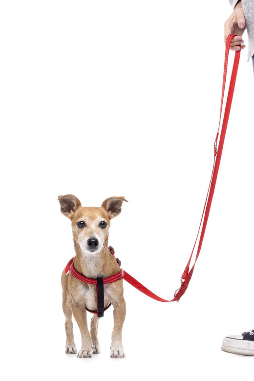 Gotoo - Harnais Essentials en Nylon Premium Rouge pour Chien - XS Image numéro 6 Gotoo - Harnais Essentials en Nylon Premium Rouge pour Chien - XS Image numéro 6