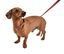 Bobby - Laisse Pretty Brique L pour Chiens - 100/2,5cm Indicateur image numéro 2
