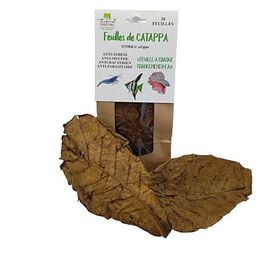 Thibaud - Feuilles de Catappa pour Poissons d'Eau Douce
