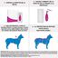 Frontline - Pipette Antiparasitaire Tri-Act pour Chien de 20 à 40Kg - 6x4ml Indicateur image numéro 4
