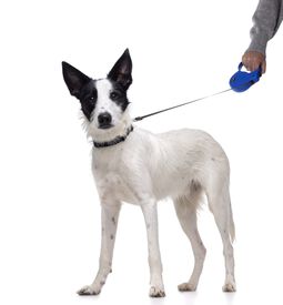 Gotoo - Laisse Enrouleur Bleu pour Chien