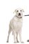 Gotoo - Laisse Essentials Double Noir pour Chien Indicateur image numéro 3