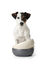 Hunter - Gamelle Lund en Céramique Blanc - 550ml Indicateur image numéro 3