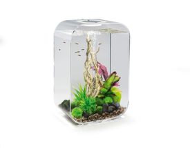 biOrb - Aquarium Life - 45 mcr transparent