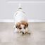 Benebone - Jouet Puppy Pack Maplestick-Zaggler Bacon Indicateur image numéro 6
