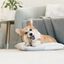 Benebone - Jouet Tiny Pack Maplestick Zaggler Bacon Indicateur image numéro 4