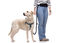 Gotoo - Laisse Essentiels Multi-Usage pour Chien Indicateur image numéro 2