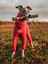 Doog - Jouet Bâton The Sticks Baby Barkley pour Chiens - 32cm Indicateur image numéro 2
