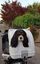 Pet on Wheels - Top Case de Transport Universel pour Chien et Chat - Blanc Indicateur image numéro 5