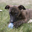 Kong - Jouet Balle Puppy Ball pour Chiot - S Indicateur image numéro 6