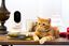 PAWBO - Caméra Interactive Pawbo+ pour Chien et Chat Indicateur image numéro 4