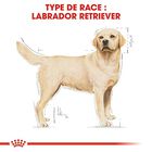 Royal Canin - Croquettes Labrador pour Chien Adulte - 12Kg image number null