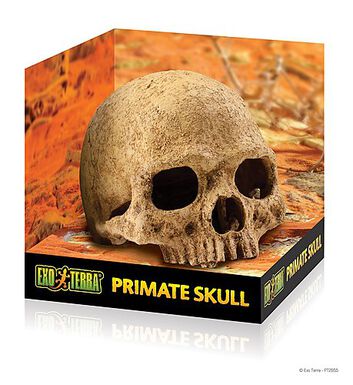 Exo Terra - Décoration Crâne Primate Skull pour Terrarium