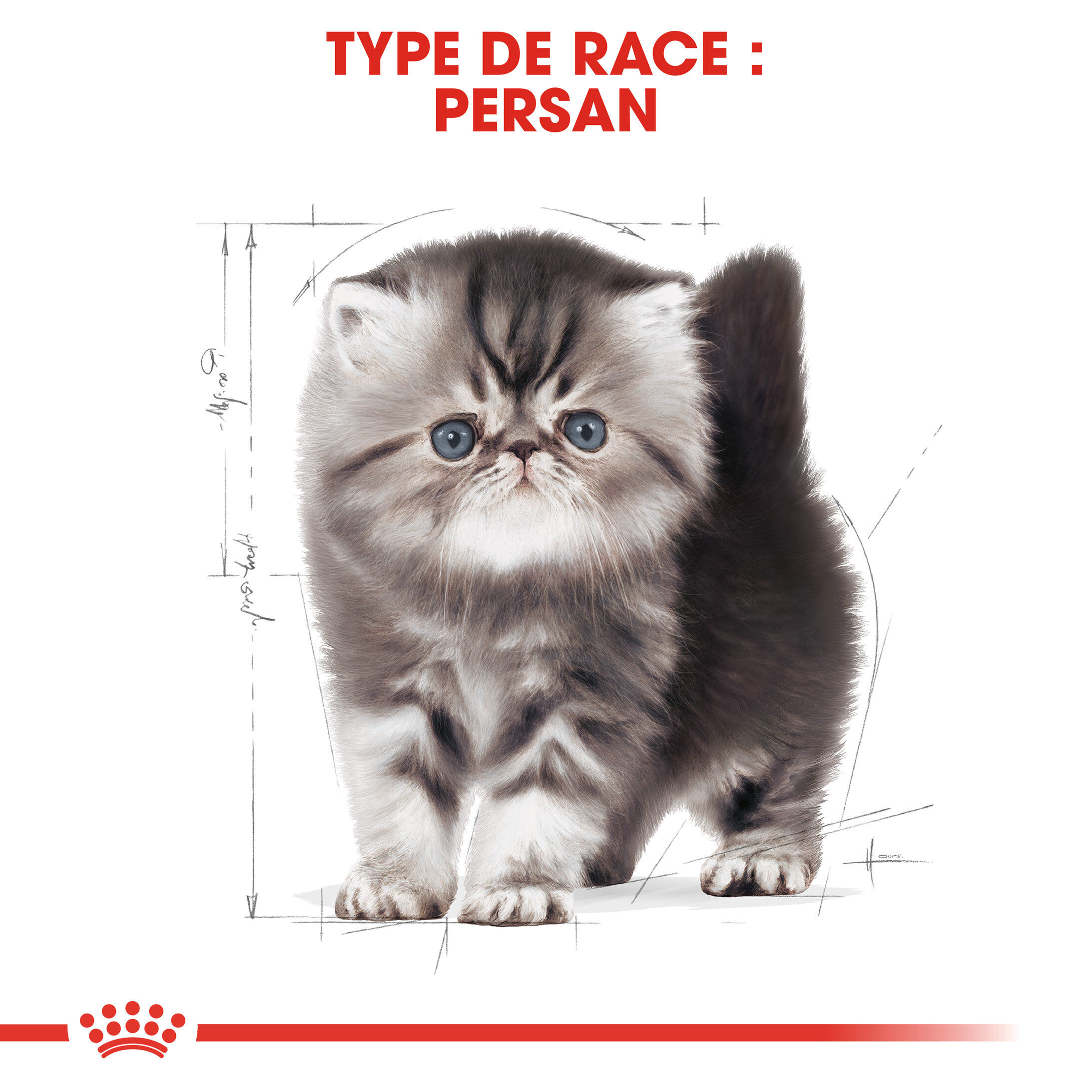 Royal Canin - Croquettes Persian Kitten pour Chatons - 2Kg Image num&eacute;ro 5