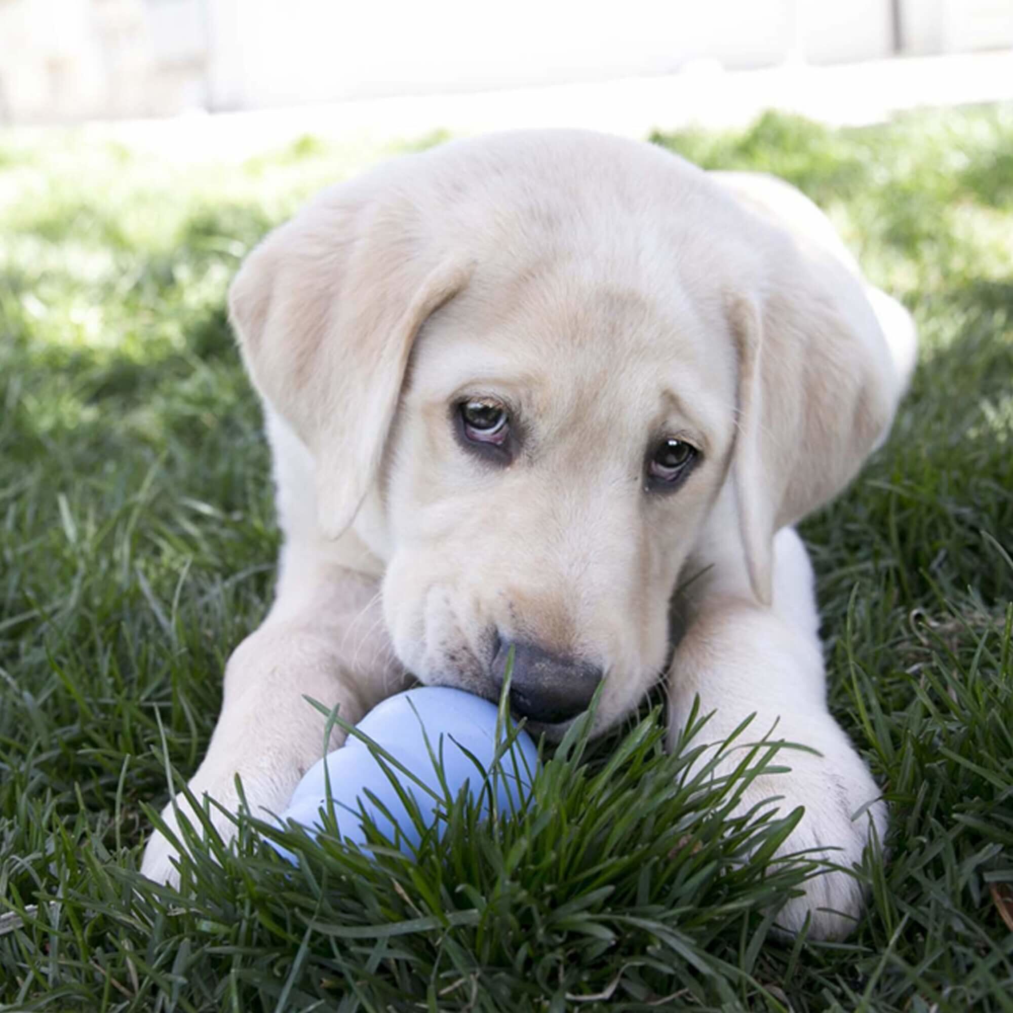 KONG - Jouet Puppy pour Chiot - XS Image num&eacute;ro 3