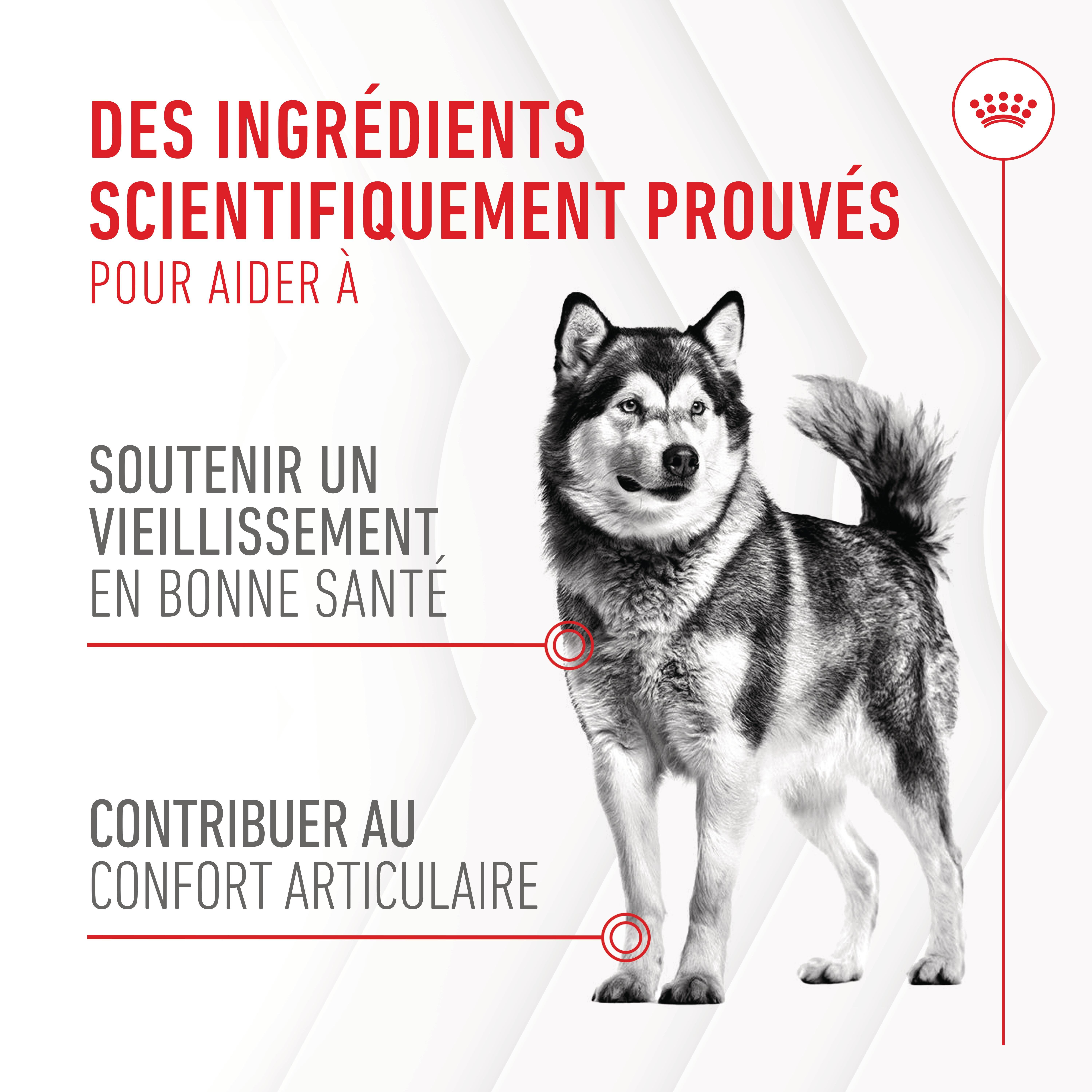 Royal Canin - Aliment compl&eacute;mentaire Adult Joint & Agieing Chews pour Chiens - 240g Image num&eacute;ro 4