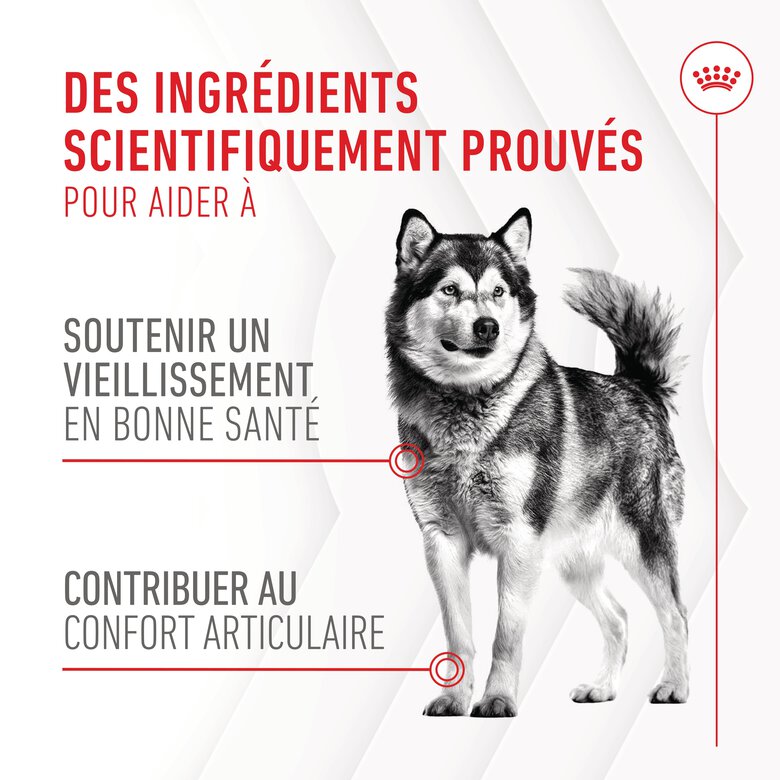 Royal Canin - Aliment complémentaire Adult Joint & Agieing Chews pour Chiens - 240g Image numéro 4 Royal Canin - Aliment complémentaire Adult Joint & Agieing Chews pour Chiens - 240g Image numéro 4