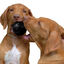 Kong - Jouet Extreme Ball pour Chien - S Indicateur image numéro 4