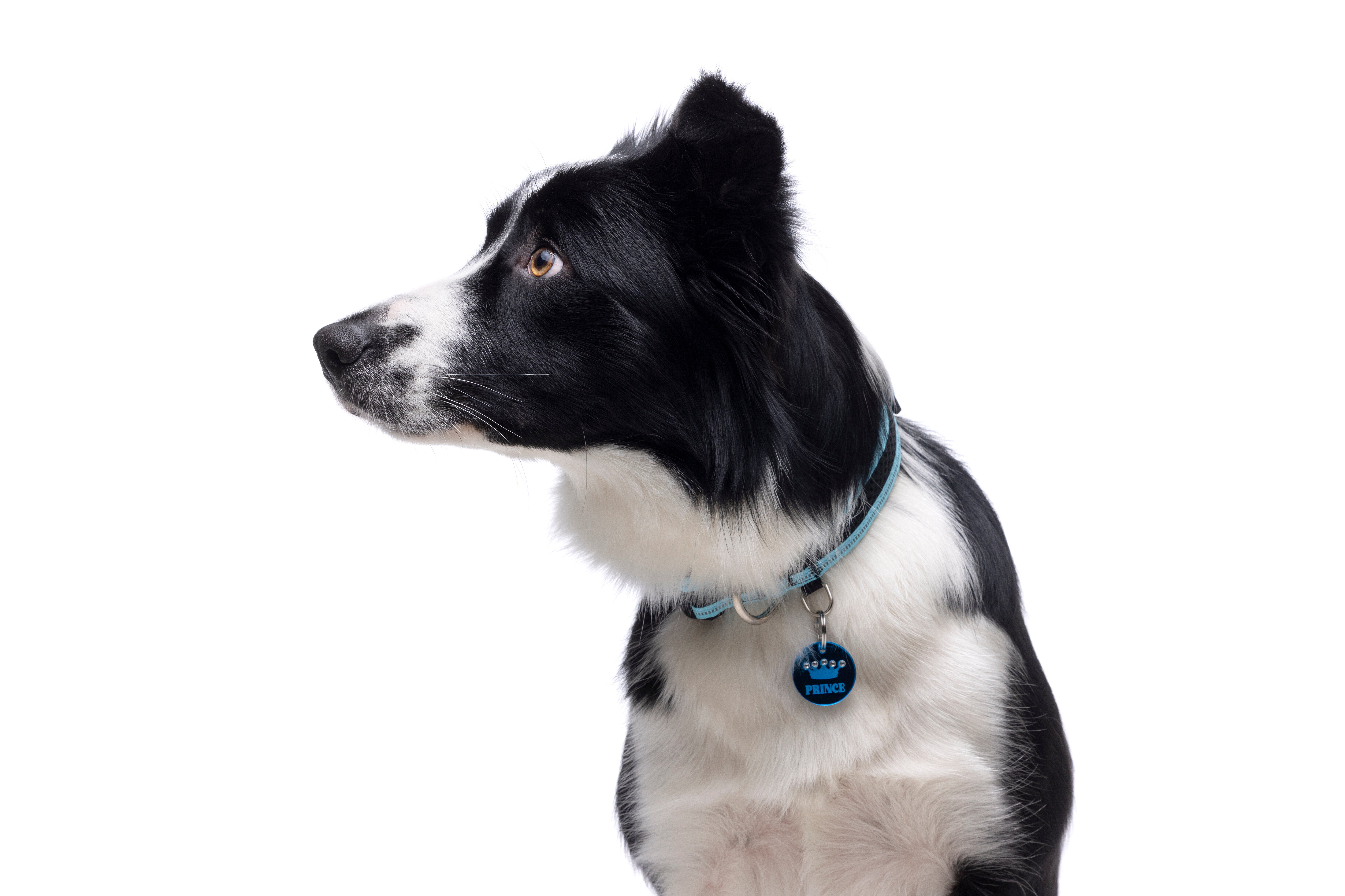 Gotoo - Collier Mesh Turquoise pour Chien - S Image num&eacute;ro 4