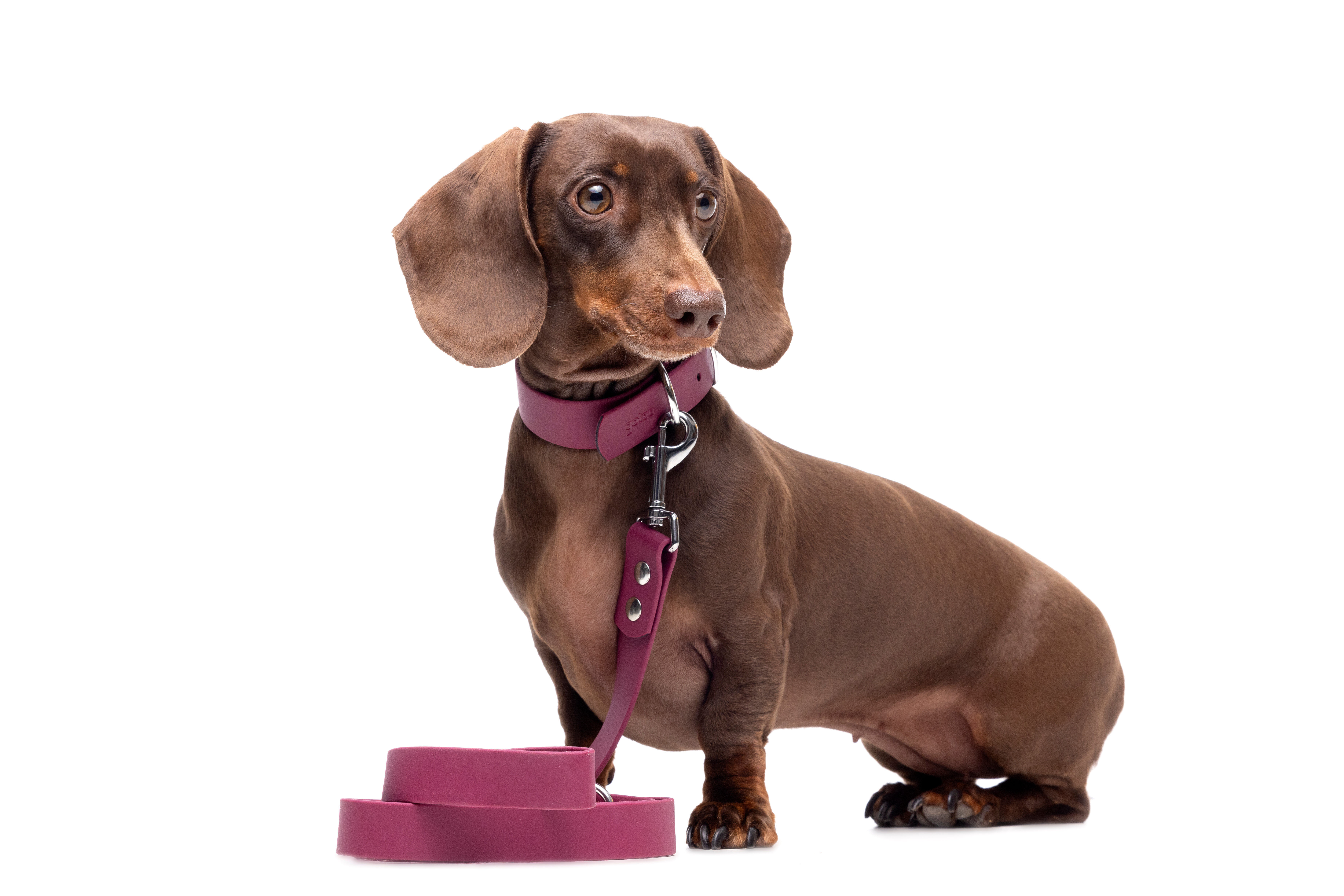 Gotoo - Collier Premium Biotane Bordeaux pour Chien - S Image num&eacute;ro 6