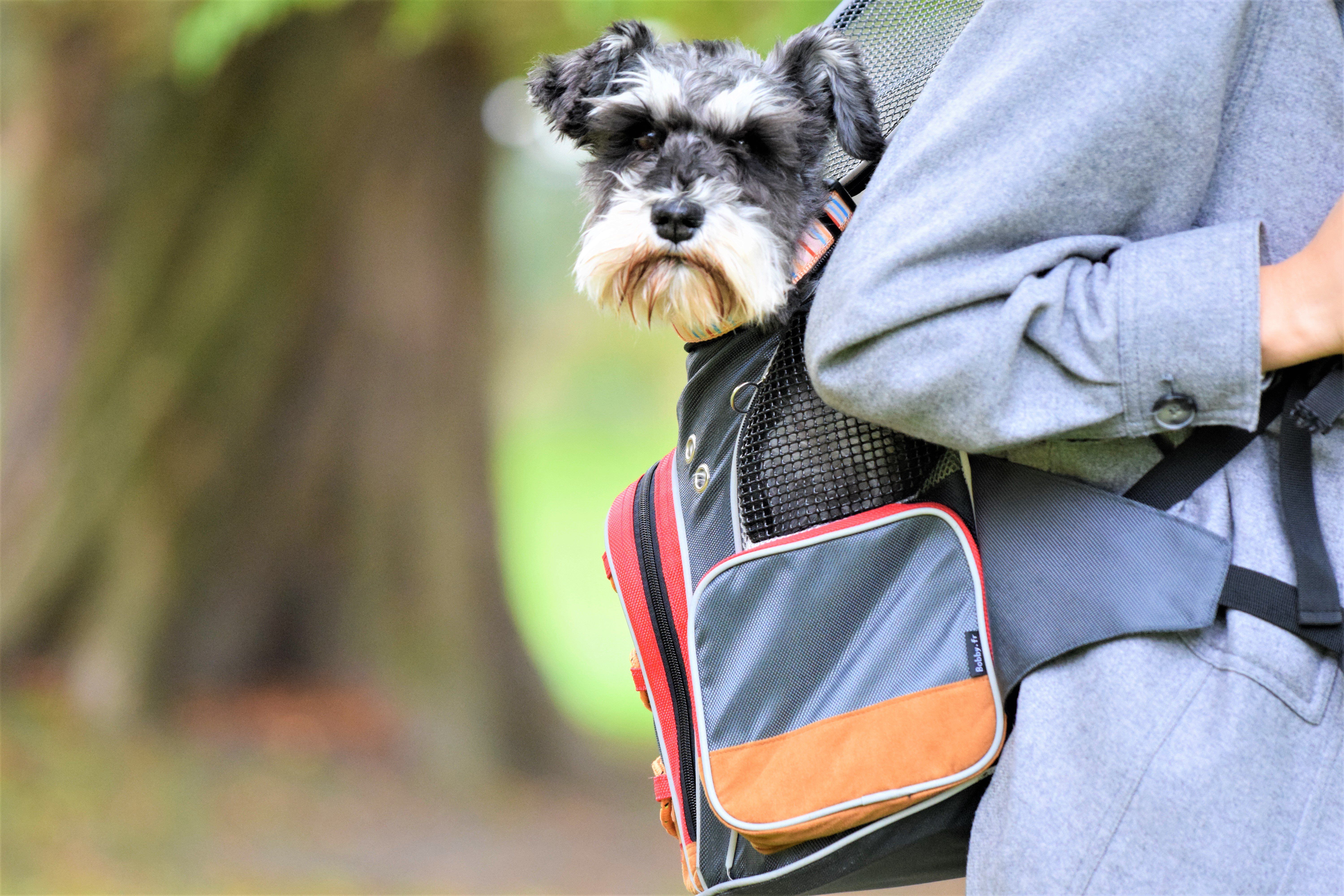 Bobby - Sac &agrave; Dos Dune pour Chiens - Gris Image num&eacute;ro 3