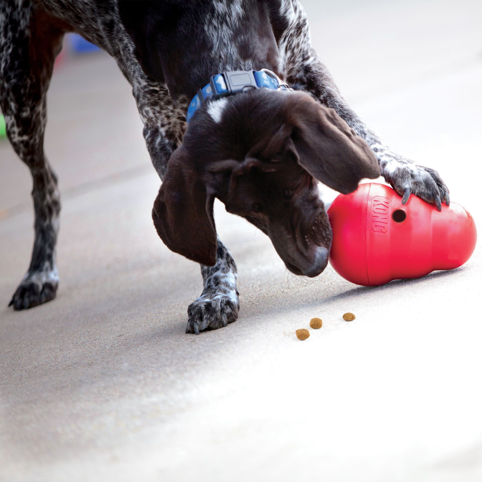 KONG - Jouet Distributeur Friandises Wobbler pour Chiens - S Image num&eacute;ro 4