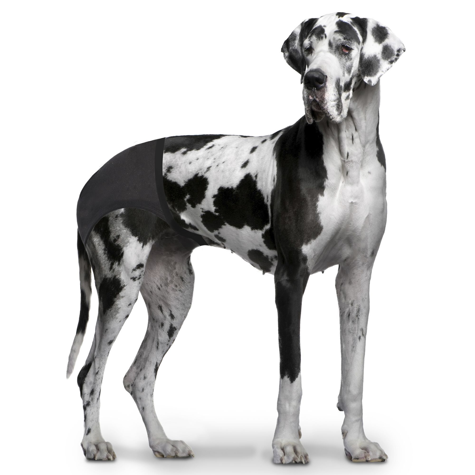 Duvoplus - Culotte Hygi&eacute;nique Noir pour Chien - XL Image num&eacute;ro 2