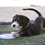 KONG - Jouet Frisbee Puppy Flyer pour Chiots Indicateur image numéro 4