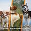 Weenect - Collier GPS XT Orange - Chiens Indicateur image numéro 7