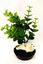 Labeo - Plante de Décoration avec Phoque pour Aquarium Indicateur image numéro 2