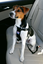 Zolux - Harnais de Sécurité Auto pour Chien - S Indicateur image numéro 4