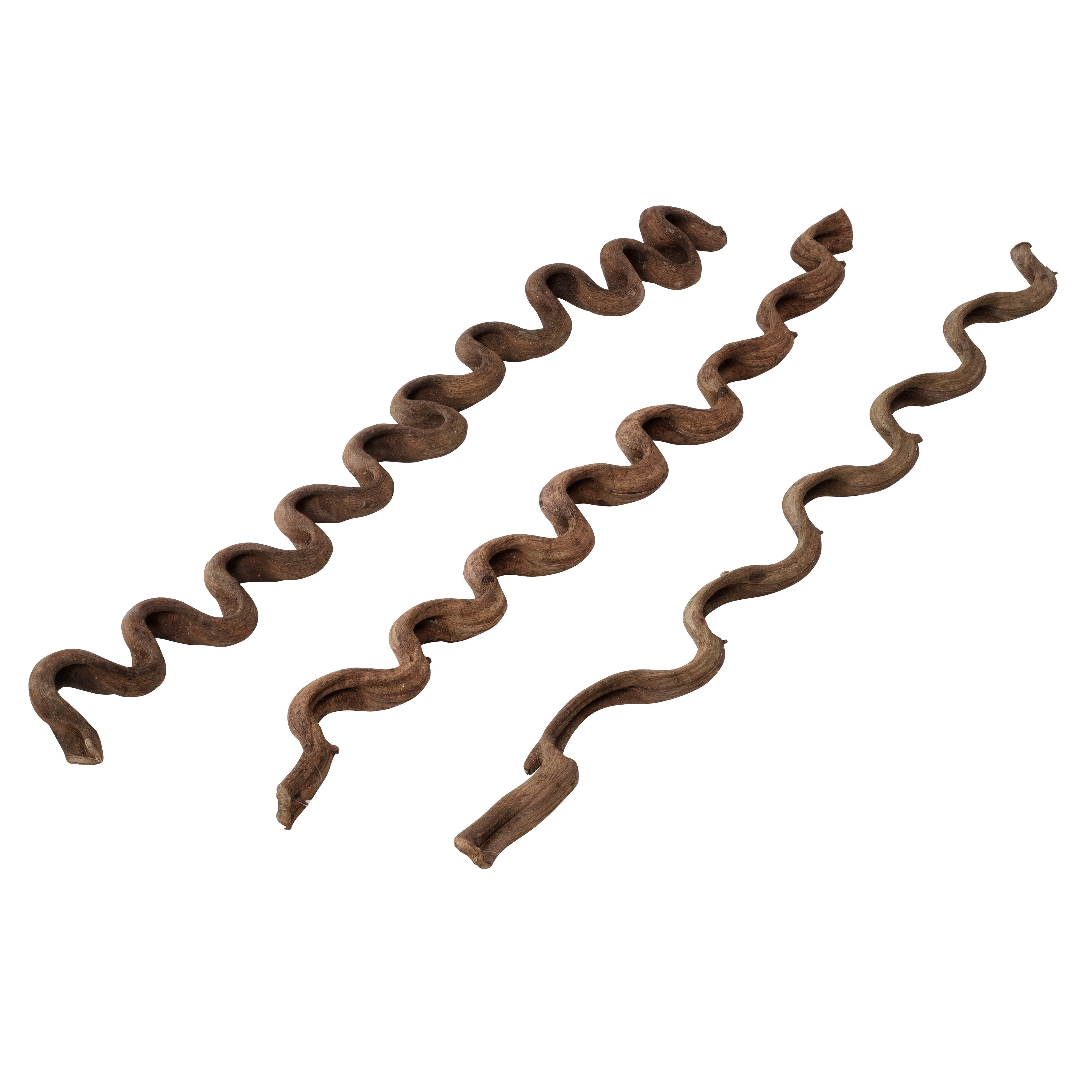 Terra Della - D&eacute;coration Lianes pour Terrarium - M/115cm Image num&eacute;ro 1