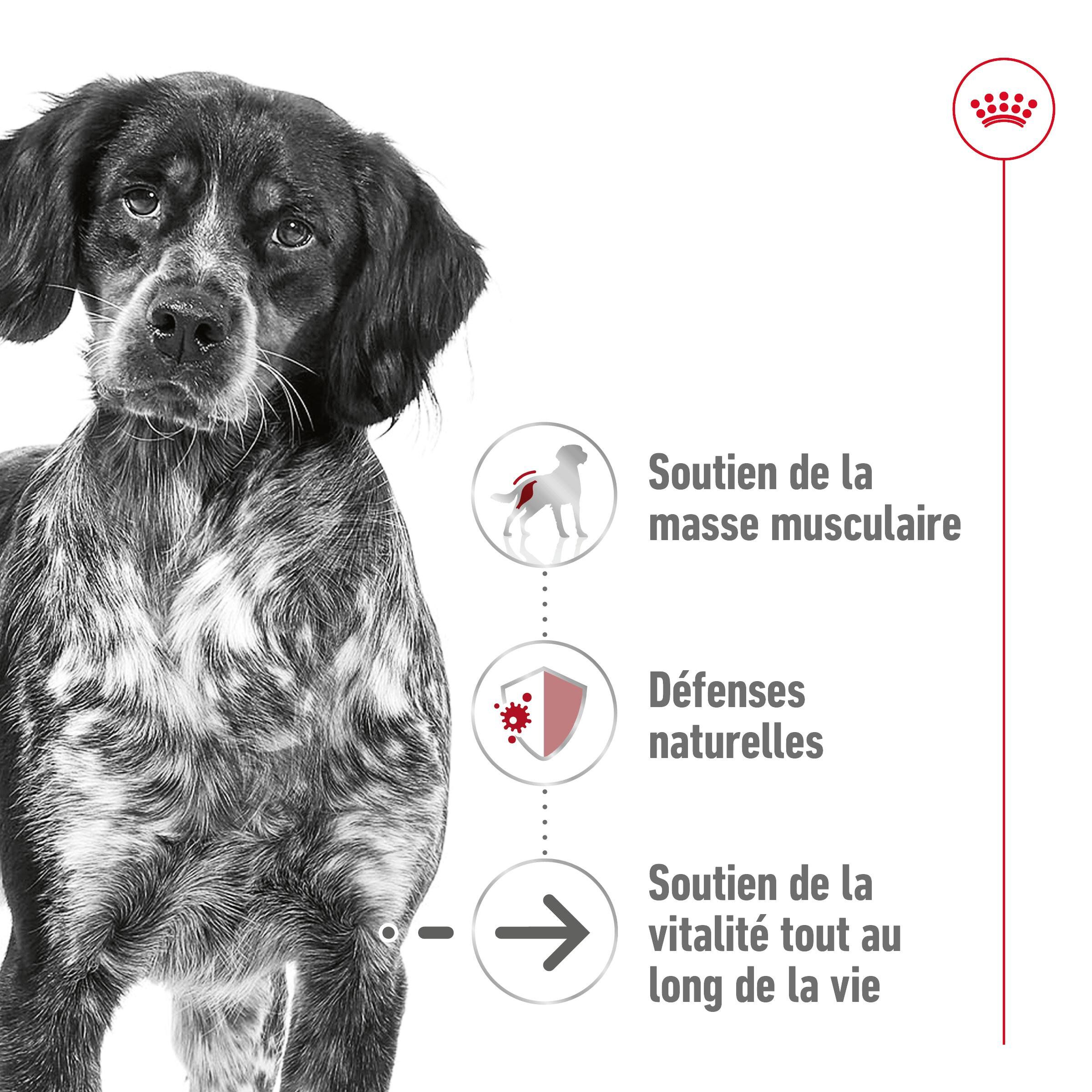 Royal Canin - Croquettes Medium Ageing 10+ pour Chien Senior - 15Kg Image num&eacute;ro 8