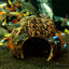 Eublepharis - Cachette Kabuto pour Reptiles - 12cm Indicateur image numéro 6
