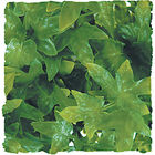 Zoomed - Plante Congo Ivy pour Terrarium image number null