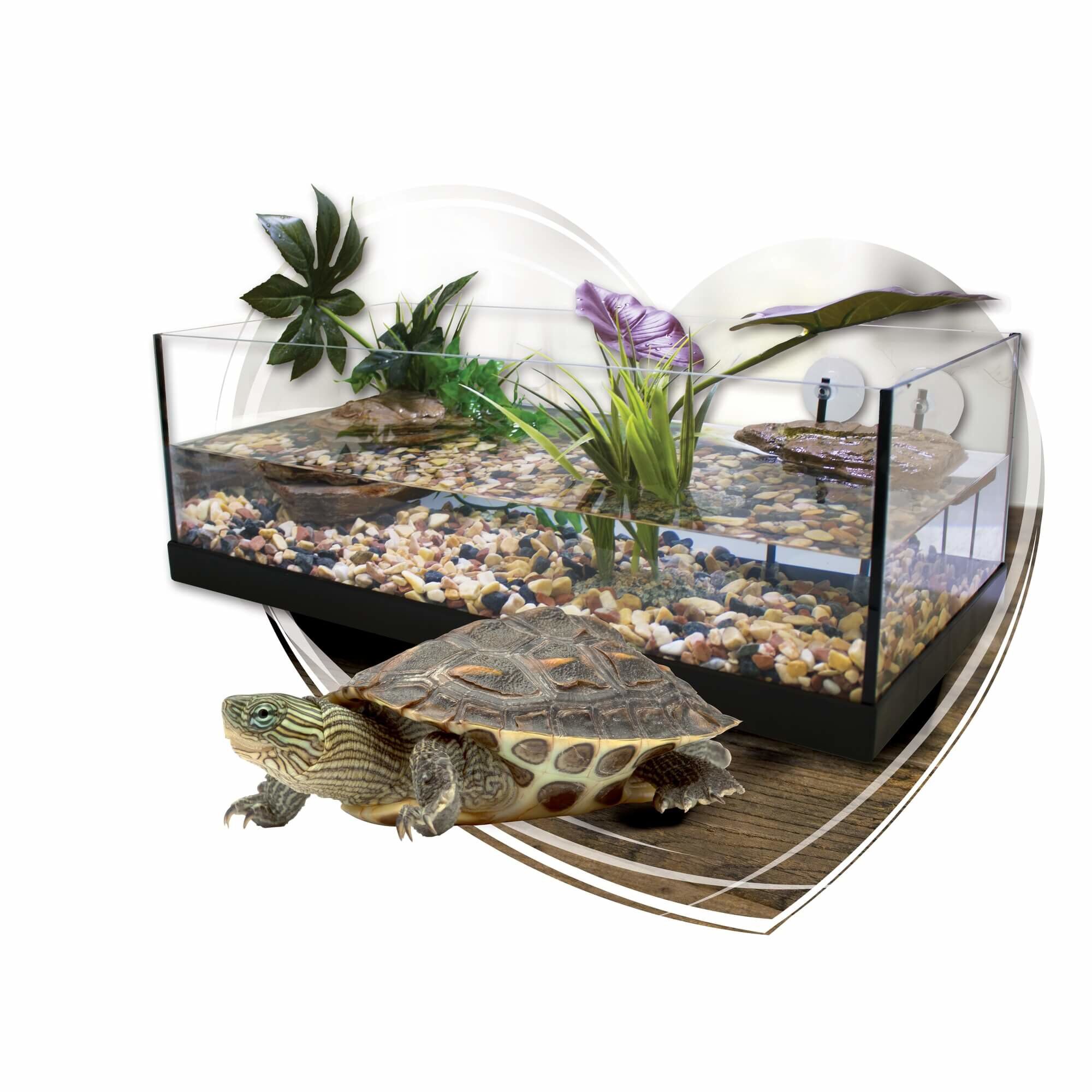 Animalis - Kit Tortue Aquatique - 60 Image num&eacute;ro 2