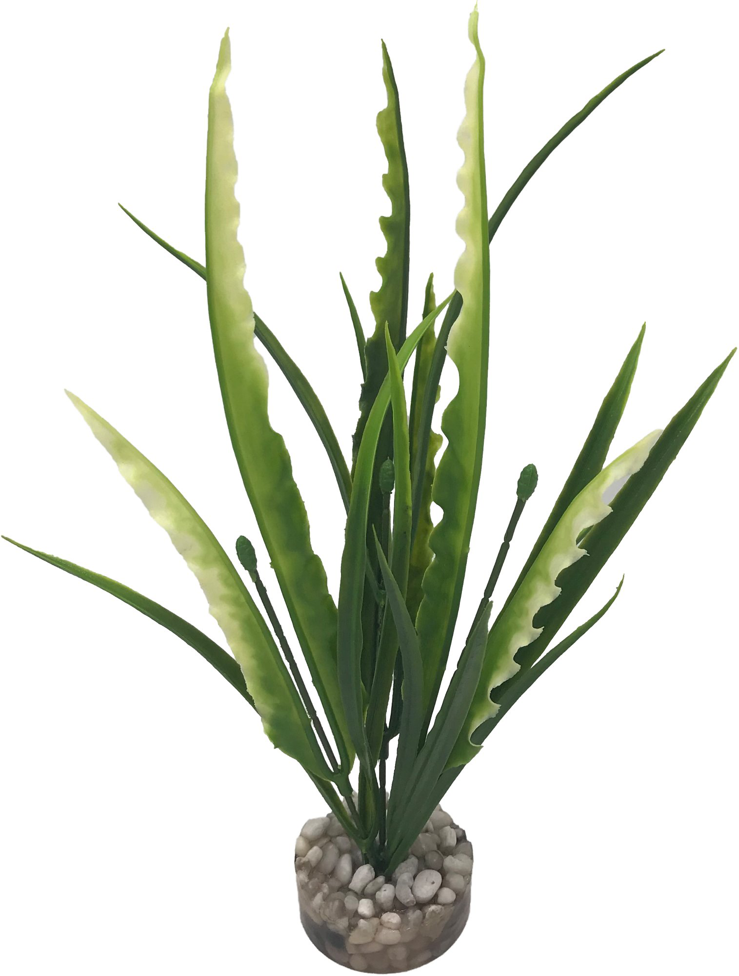 Labeo - Plante D&eacute;corative Herbe Marine pour Aquarium Image num&eacute;ro 2