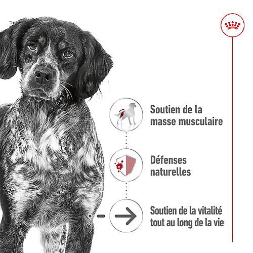 Royal Canin - P&acirc;t&eacute;e en Mousse Medium Ageing Adult M - 410g Image num&eacute;ro 3