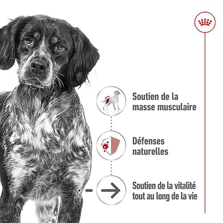 Royal Canin - Pâtée en Mousse Medium Ageing Adult M - 410g Image numéro 3 Royal Canin - Pâtée en Mousse Medium Ageing Adult M - 410g Image numéro 3