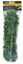 Zoomed - Plante Mexican pour Terrarium Indicateur image numéro 1