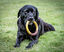 Nylabone - Jouet à Mâcher Bacon Cheeseburger Extreme Ring Chew - L Indicateur image numéro 4