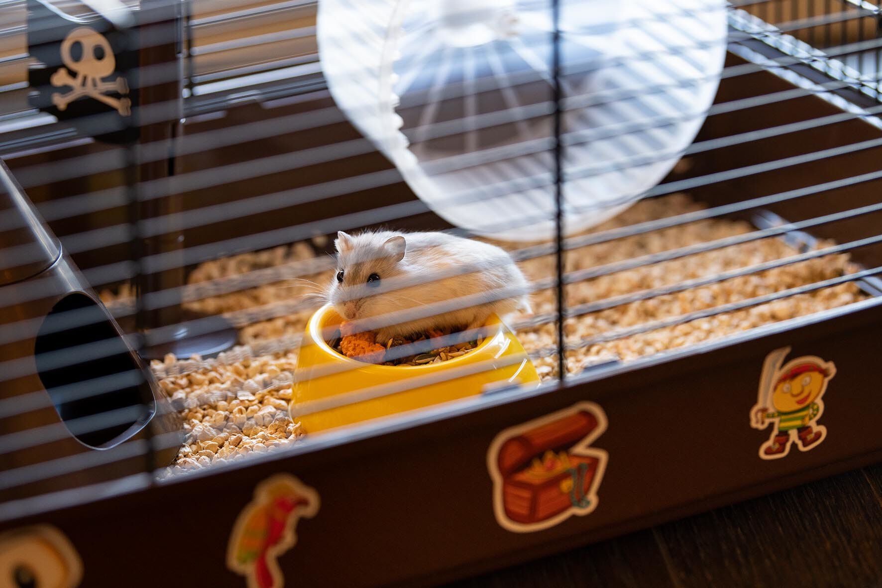 Ferplast - Cage Criceti 9 Pirates pour Hamsters Image num&eacute;ro 5