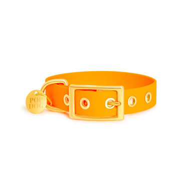 Pop Dog - Collier à ¼illet Pitchoune Orange pour Chien